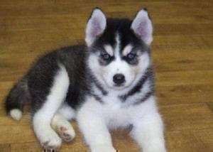 Siberian husky puppy