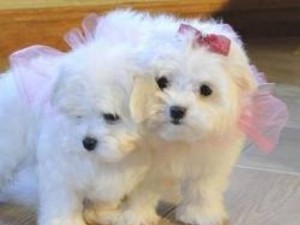 Beautiful Maltese Puppies looking for good homes