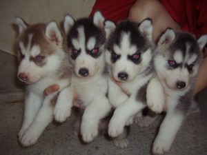 Beautiful littles of Siberian husky