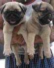 Supper Adorable Pug puppies text now for details (402) 925-4016