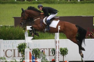 Grand Prix Jumper Mare horse for sale