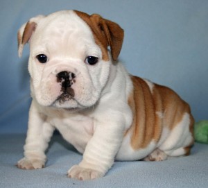 Healthy &amp; Potty Trained English Bulldog puppies ready to go