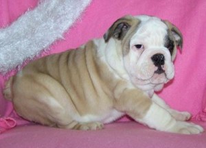 Pure breed English Bulldog Puppies Available  text me at 401) 753-8364