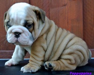 Purebreed English bulldog puppies for sale