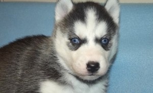 Very social, happy, and healthy siberian husky puppies for new homes.