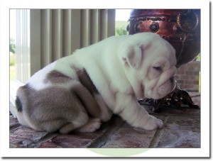 Charming English Bulldog Puppies Available For Adoption