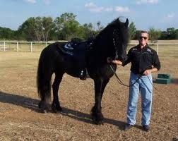 Friesian Horse available