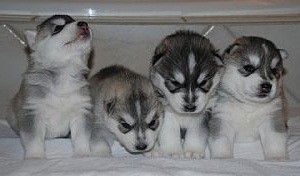 Male and Female Siberian Husky puppies