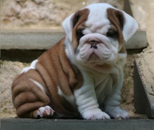 Full Bloodline English bulldog Puppies Available!!