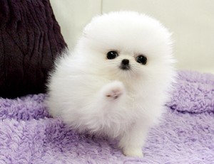 Excellent and Adorable male and female Pomeranian  For you