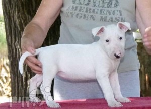 lovely bull terrier puppies for adoption