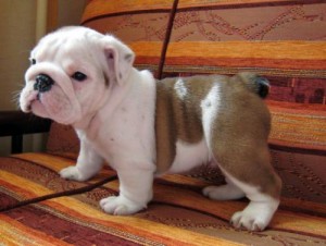 ***English bulldogs for adoption***