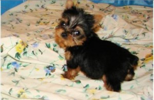 !! FREE !! TeaCup Yorkshire Terrier Puppies Text Us @ 307 298-6508