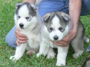 AFFECTIONATE BLUE EYES SIBERIAN HUSKY PUPPIES FOR ADOPTION (TEXTME PLZ)