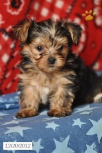 Gorgeous Teacup Yorkie Puppies Available
