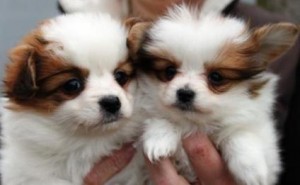 Stunning Papillon Puppies For Adoption