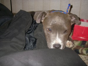 Pitbull Pups