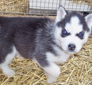 Sweet Siberian husky Puppies For Adoption