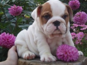 Lovely two English bulldog puppies for free adoption.