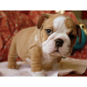 Extra Cute English bulldog puppies