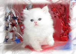 AWESOME BLUE EYES PERSIAN KITTENS AVAILABLE BOTH MALE AND FEMALES