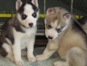 Two Lovely Male and Female Siberian Husky Puppies for free adoption...