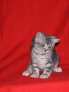 Scottish Fold Kittens For Sale