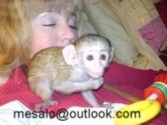 ADORABLE MONKEYS CAPUCHIN LOVE GIVING KISSES AND FONS  (908) 485-7006