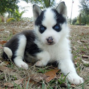 Siberian Husky puppies for adoption now