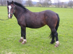 Female good big horse name Magoo for sale contact us now.