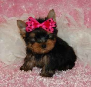 Lovely male and female Yorkie puppies for free adoption.