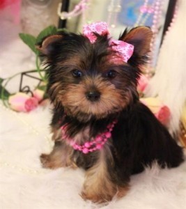 adorable yorkie puppies for free adoption