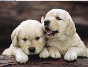 Registered Male and Female Golden Retriever  Puppies