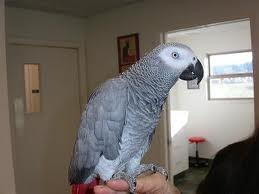 Congo African Grey Parrots Available