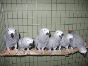 Timneh African Grey Parrot