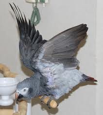 Congo African Greys ready to for rehoming