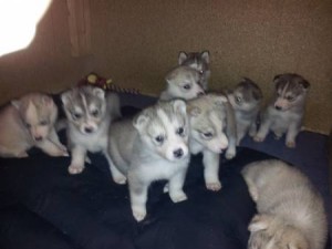 Siberian Husky Pupps For Sale Some With Blue Eyes