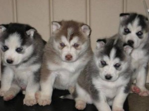 Affectionate Siberian Husky Puppies .