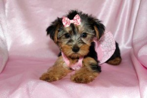 CUTE AND LOVELY TEACUP YORKIE PUPPIES FOR ADOPTION