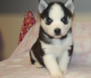 Blue Eyes Siberian Husky Puppies