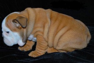 CHARMING ENGLISH BULLDOG PUPPIES FOR ADOPTION