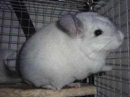 ADORABLE CHINCHILLA FOR ADOPTION