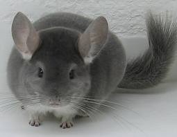 ADORABLE CHINCHILLA FOR FREE  ADOPTION