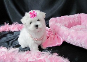 well trained male and female baby face maltese Puppies For adoption