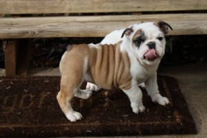 adorable english bulldogs