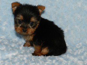 Amazing~Stunning T-Cup Yorkie Puppies Available!!