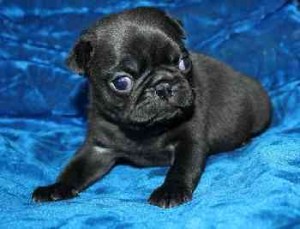 Pug Puppies Ready For Adoption