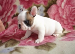 Cute French bulldog puppies(contact with your full numbers)