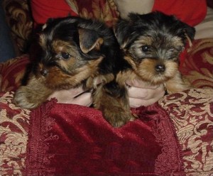 Beautiful Charming Male And Female Tea Cup Yorkie Puppies Now Ready Text Us At (209) 806-7616