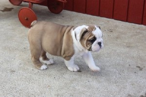 English bulldog puppies seeking loving homes